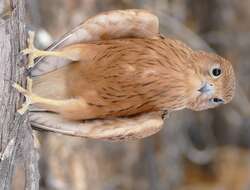 Image of Greater Kestrel