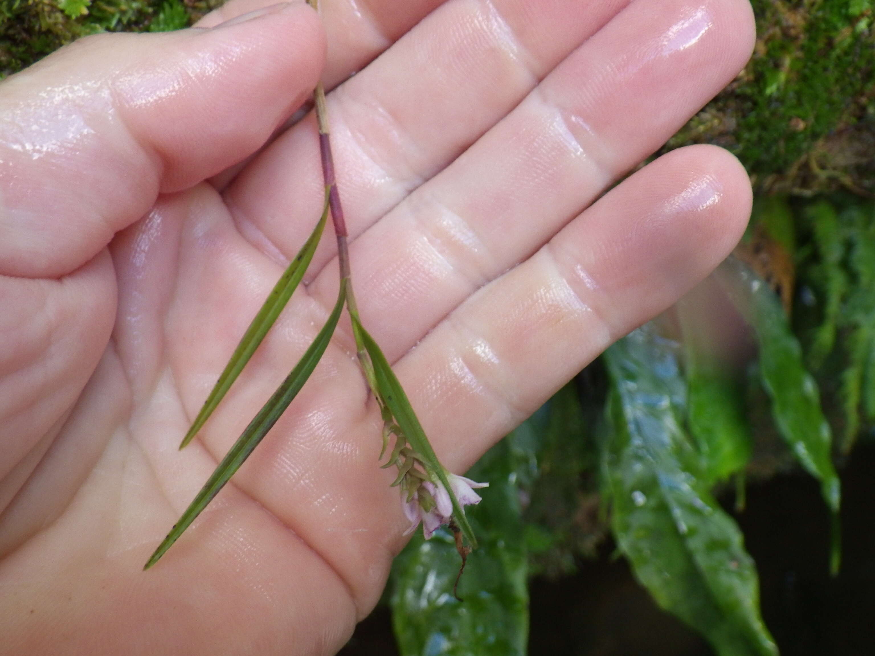 Imagem de Epidendrum fimbriatum Kunth