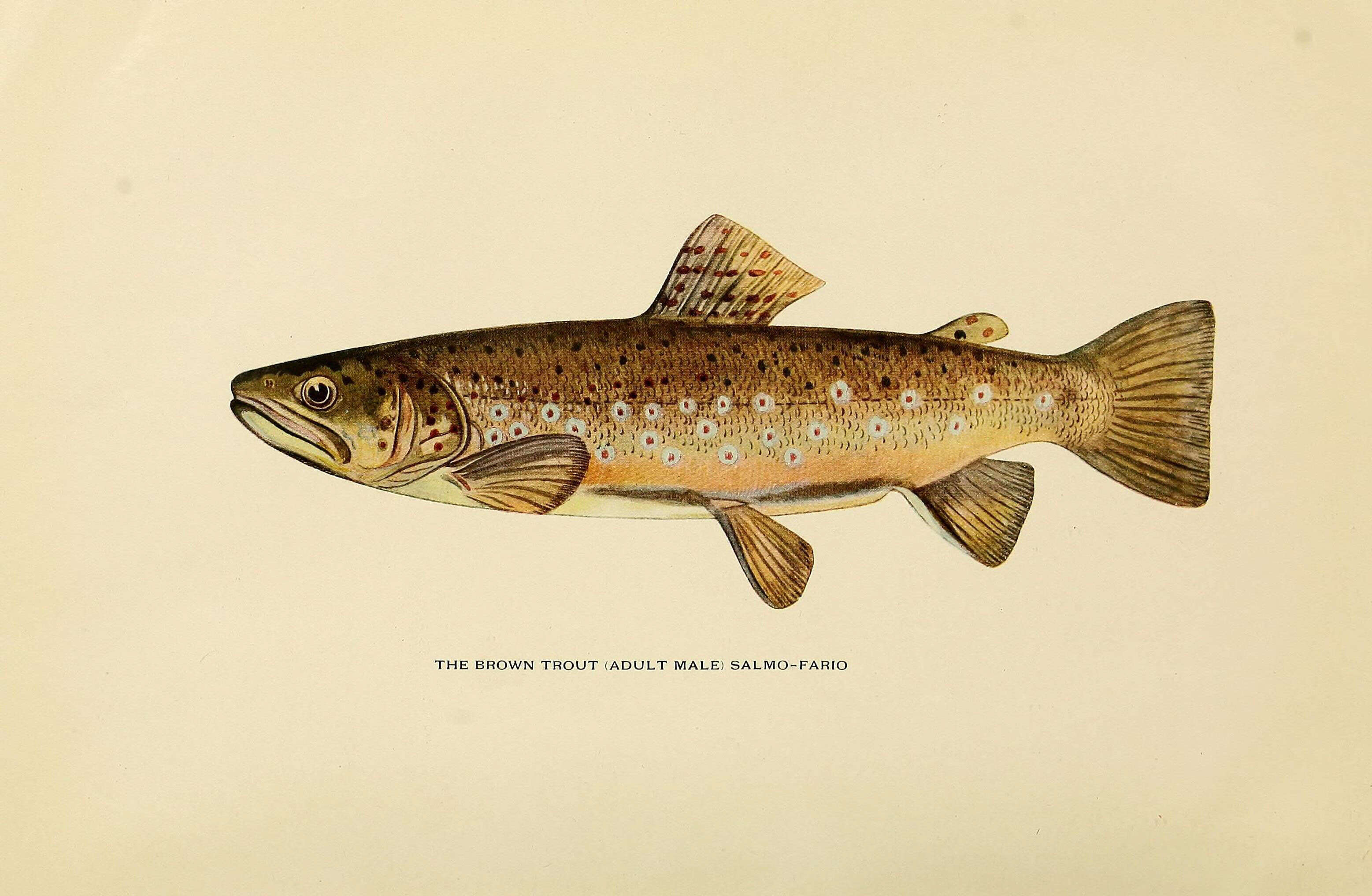 Image of salmon