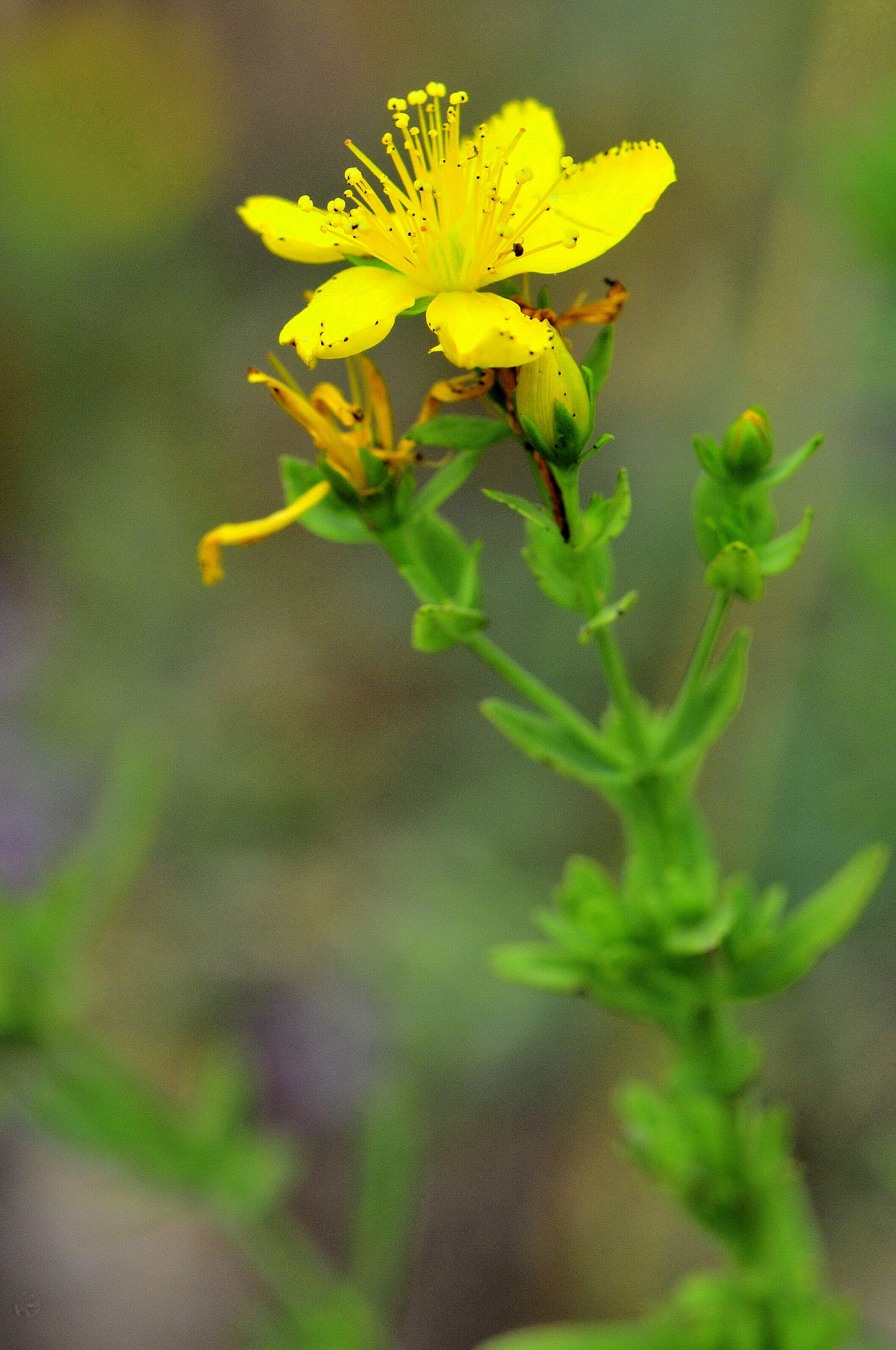 Image of St John's wort