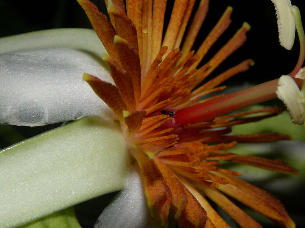 Image of Passiflora pittieri Mast.
