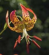 Lilium superbum L. resmi