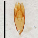 Image of Helophorus (Rhopalohelophorus) granularis (Linnaeus 1760)