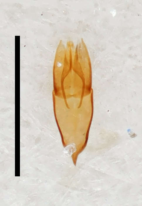 Image of Helophoridae