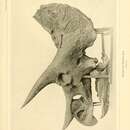 Слика од Triceratops prorsus (Marsh 1890)