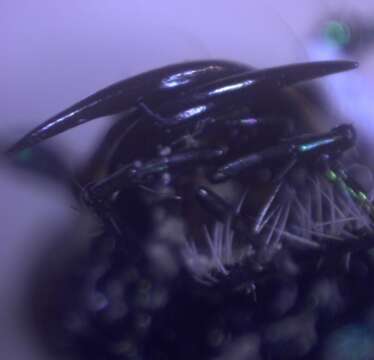 Image de Cicindela