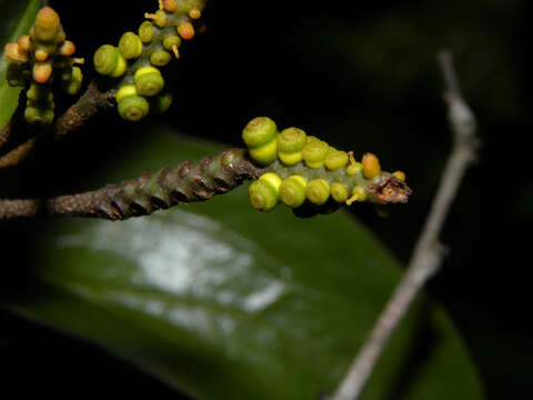 Imagem de Oryctanthus occidentalis (L.) Eichler