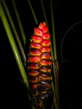 Image of Heliconia imbricata (Kuntze) Baker