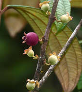 Image of Henriettea succosa (Aubl.) DC.