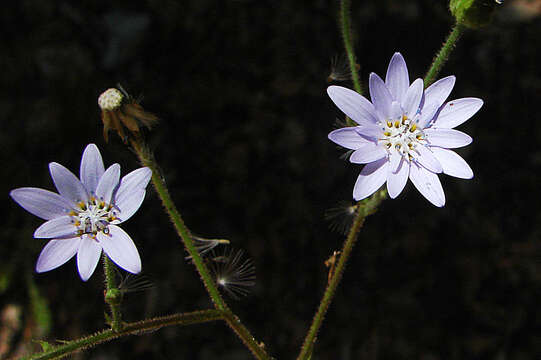 Image de Leucheria