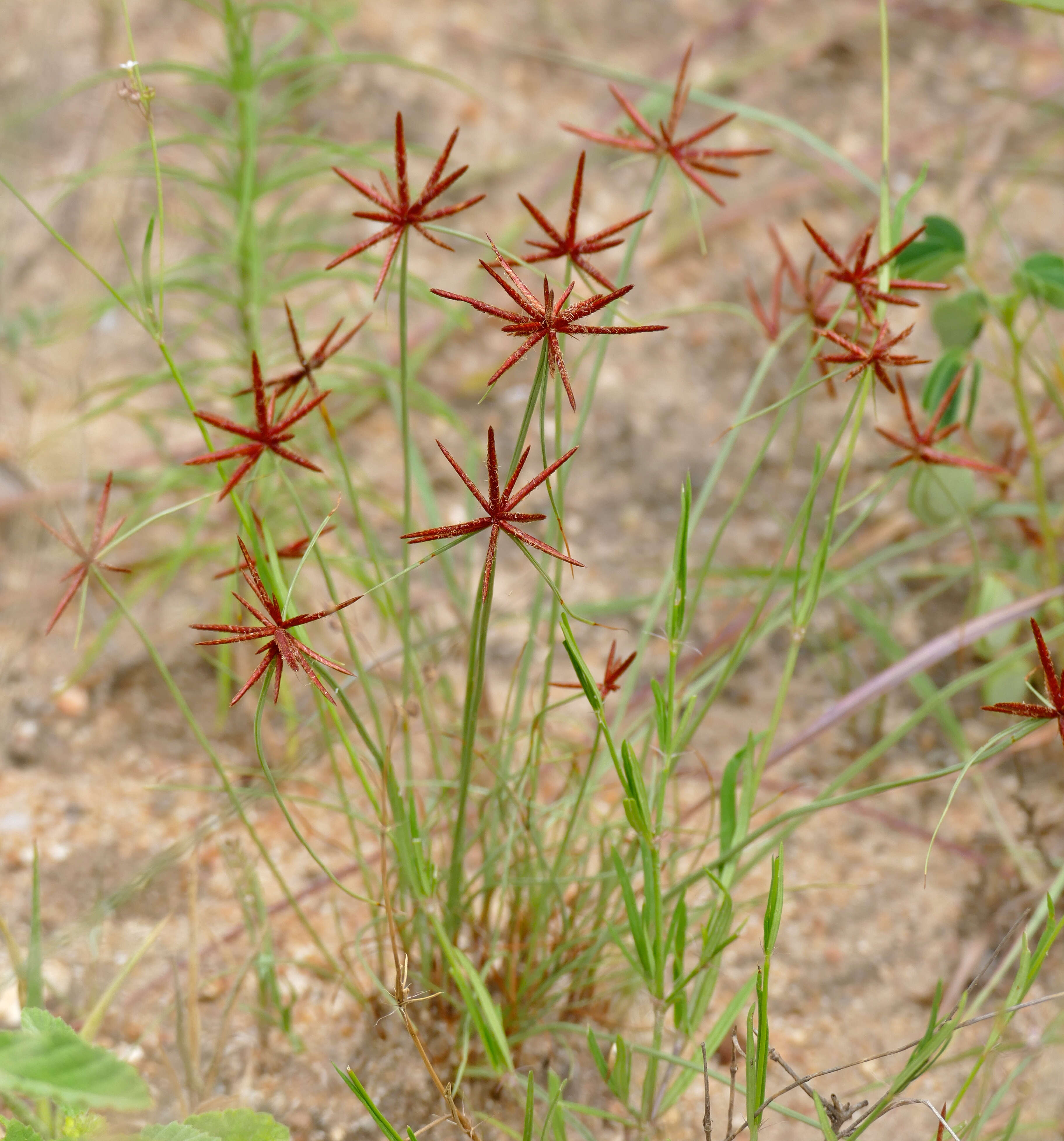 Image of Cyperus rupestris Kunth