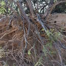 Image of Arizona desert-thorn