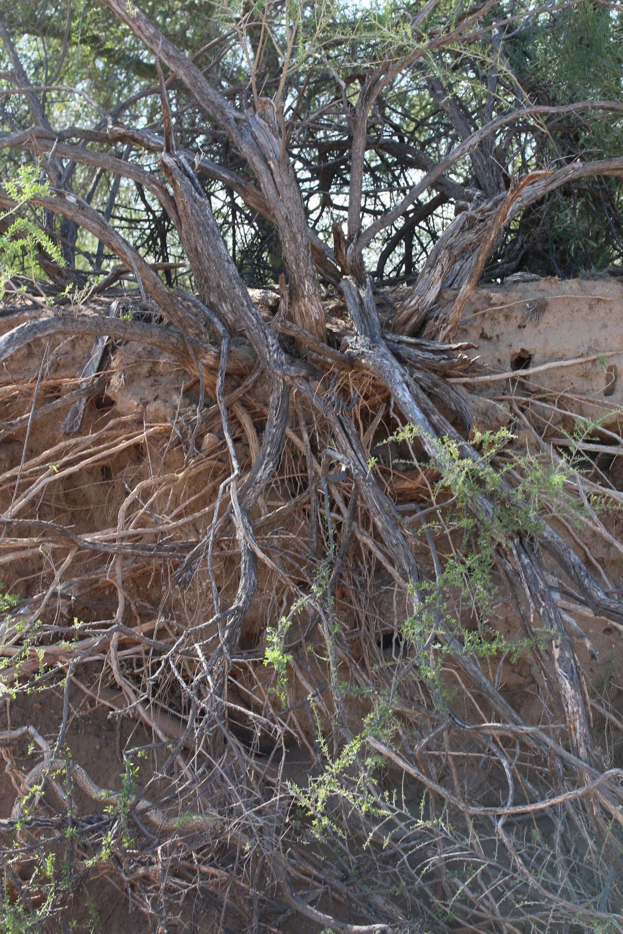 Image of Arizona desert-thorn