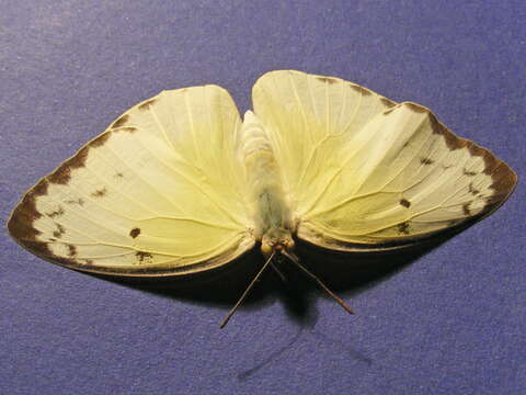 Image of white, yellow, and sulphur butterflies