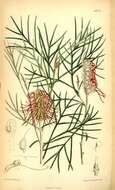 Imagem de Grevillea hookeriana Meissn.