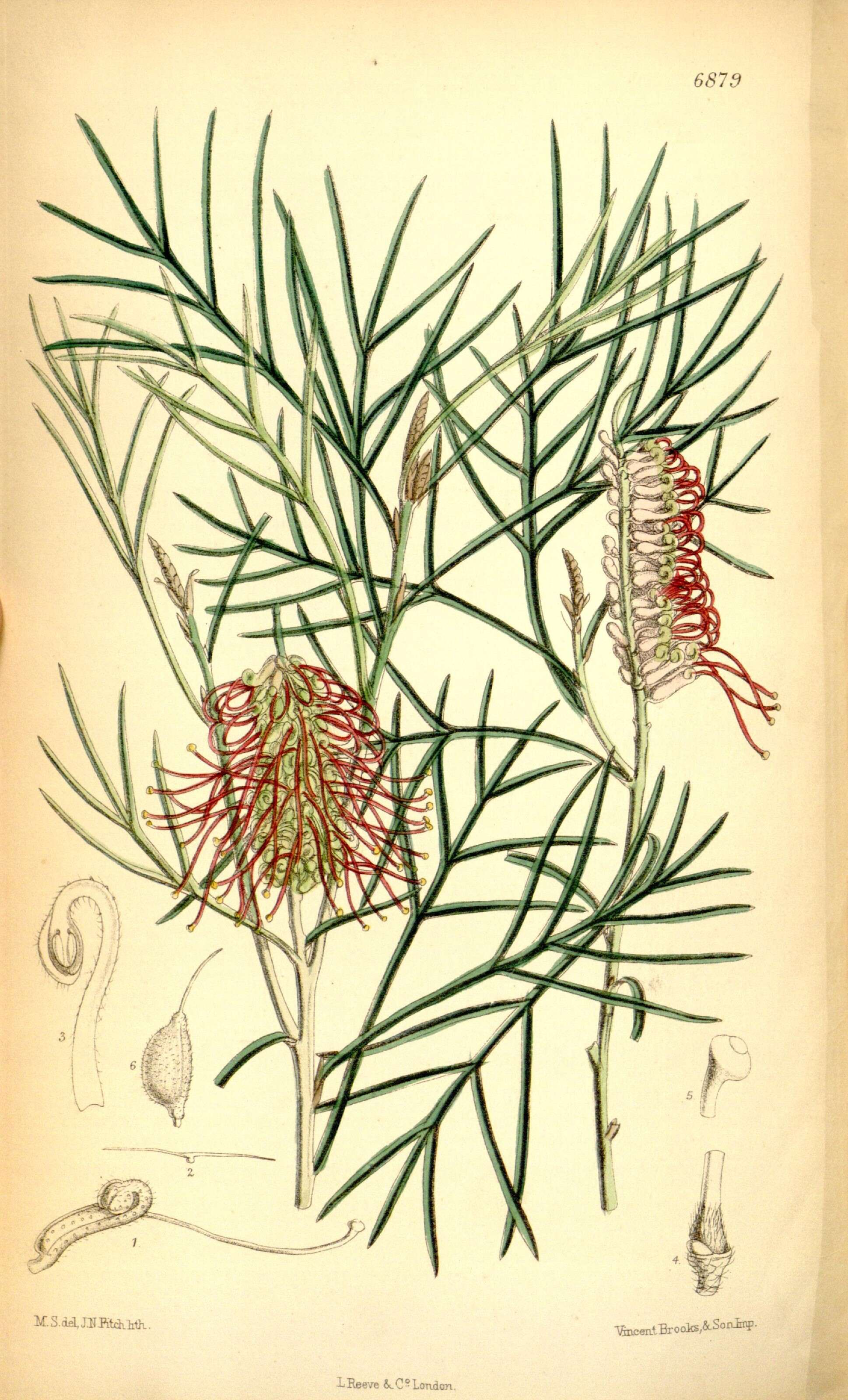 Imagem de Grevillea hookeriana Meissn.