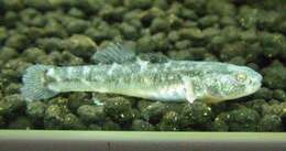 صورة Chlamydogobius