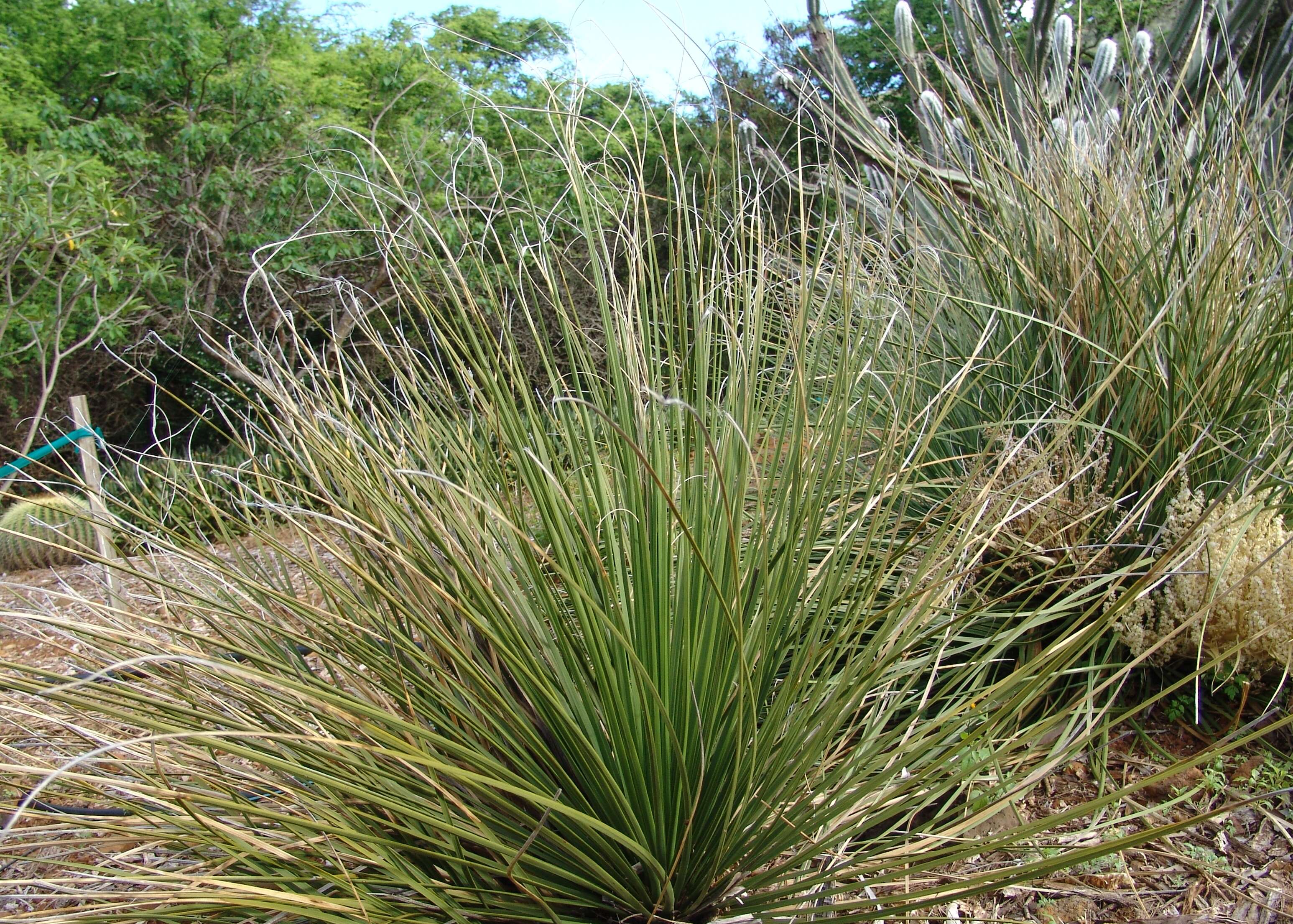 Image of beargrass