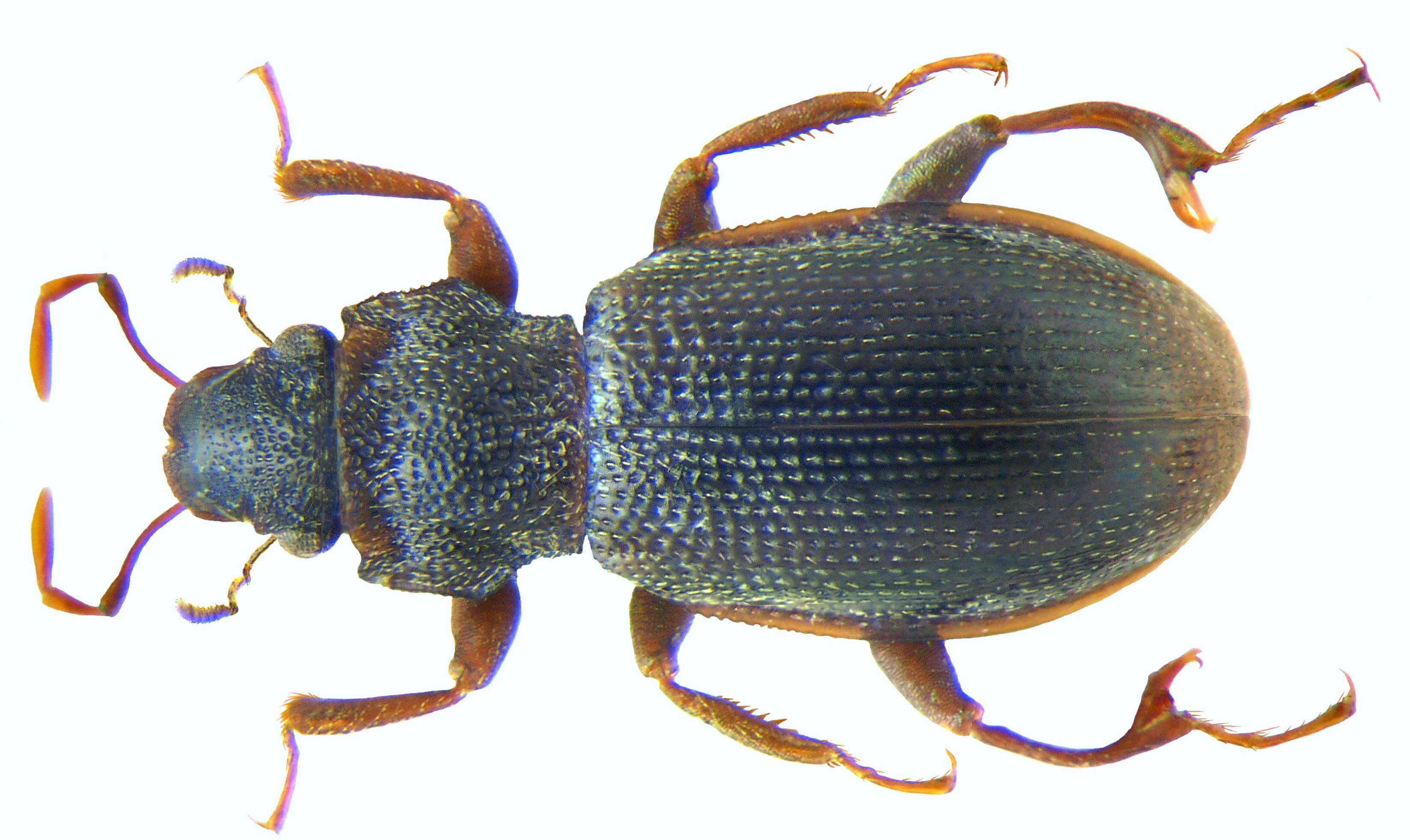 Image of minute moss beetle