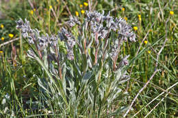 Sivun Cynoglossum cheirifolium L. kuva