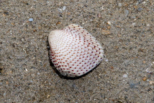 Image of strawberry cockle