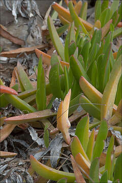 Image of Carpobrotus acinaciformis (L.) L. Bol.