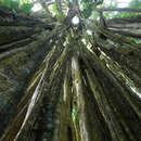 Image of Ficus zarzalensis Standl.