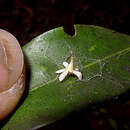 Image of Ocotea fasciculata (Nees) Mez