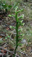 Image of Orchidaceae