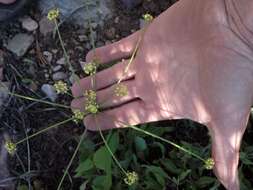 Imagem de Lomatium nudicaule (Pursh) Coult. & Rose