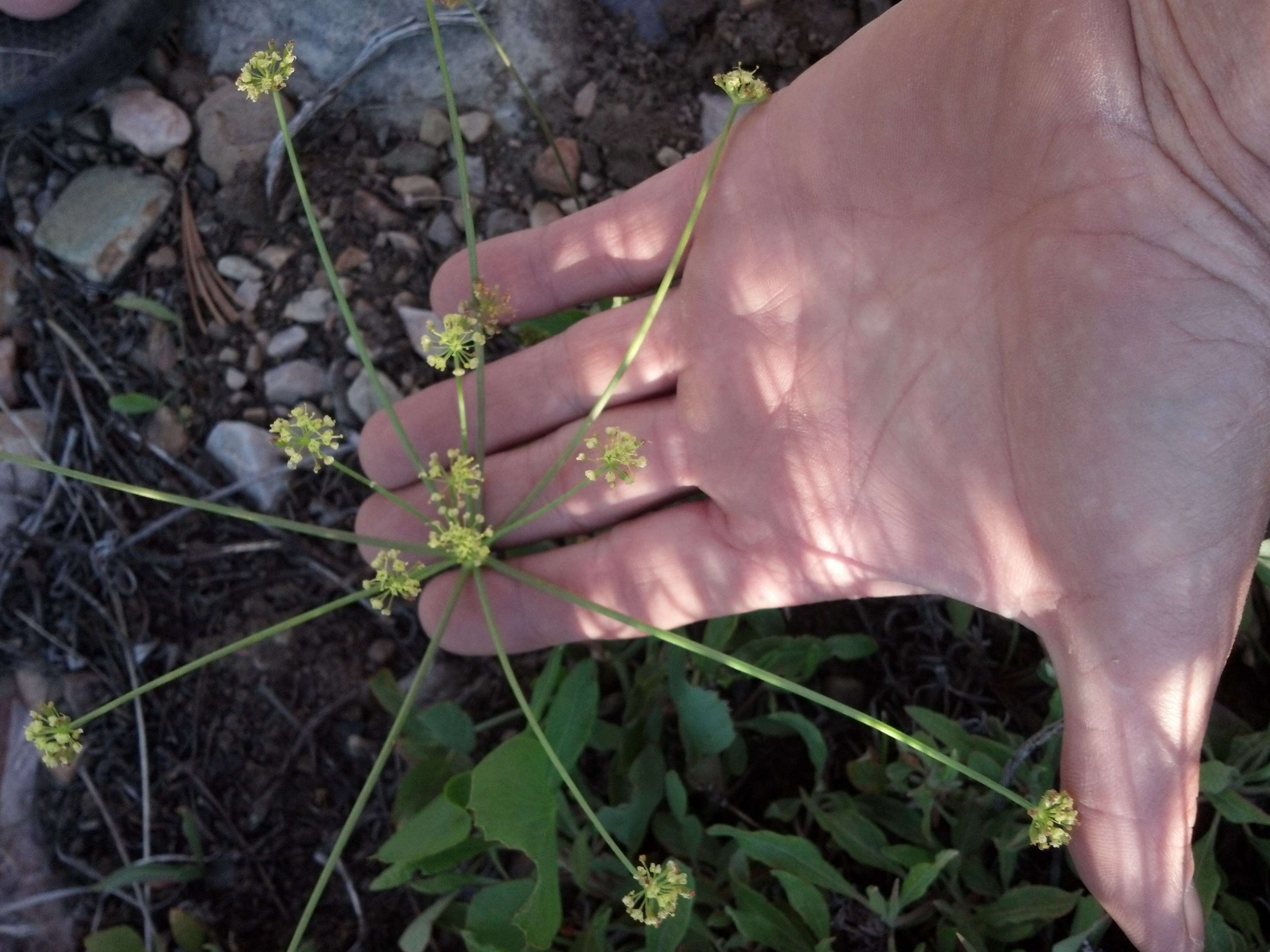 Imagem de Lomatium nudicaule (Pursh) Coult. & Rose