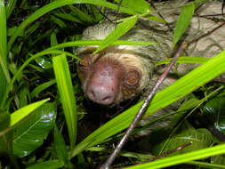 Image of megalonychid sloths