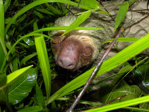 Image of two-toed sloths