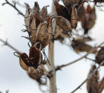 Image of yucca