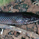 Image of Night Brook Snake