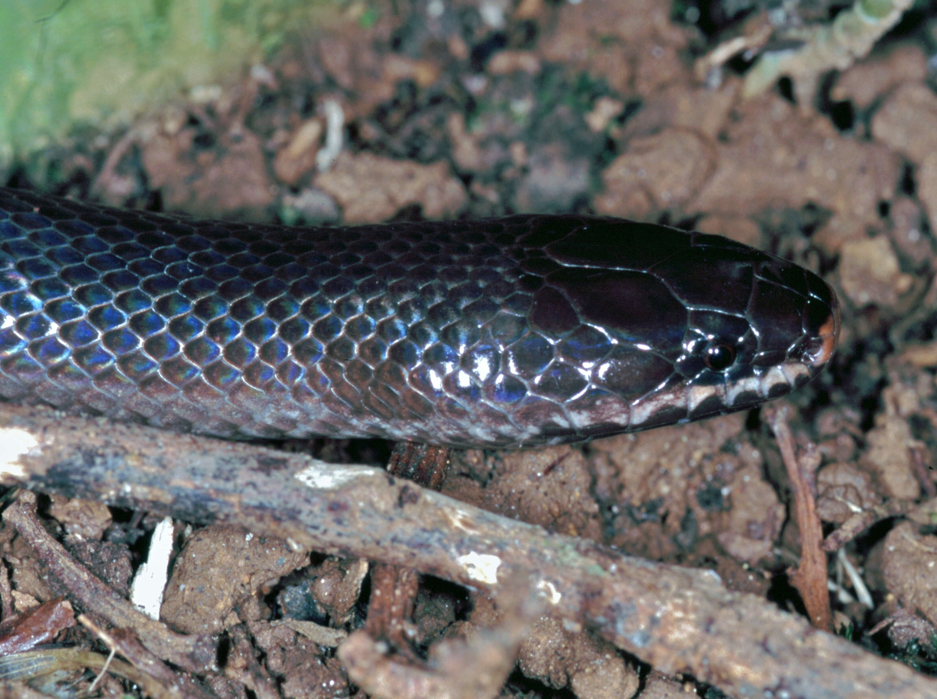 Image of Night Brook Snake