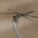 Image of Red-veined Dropwing