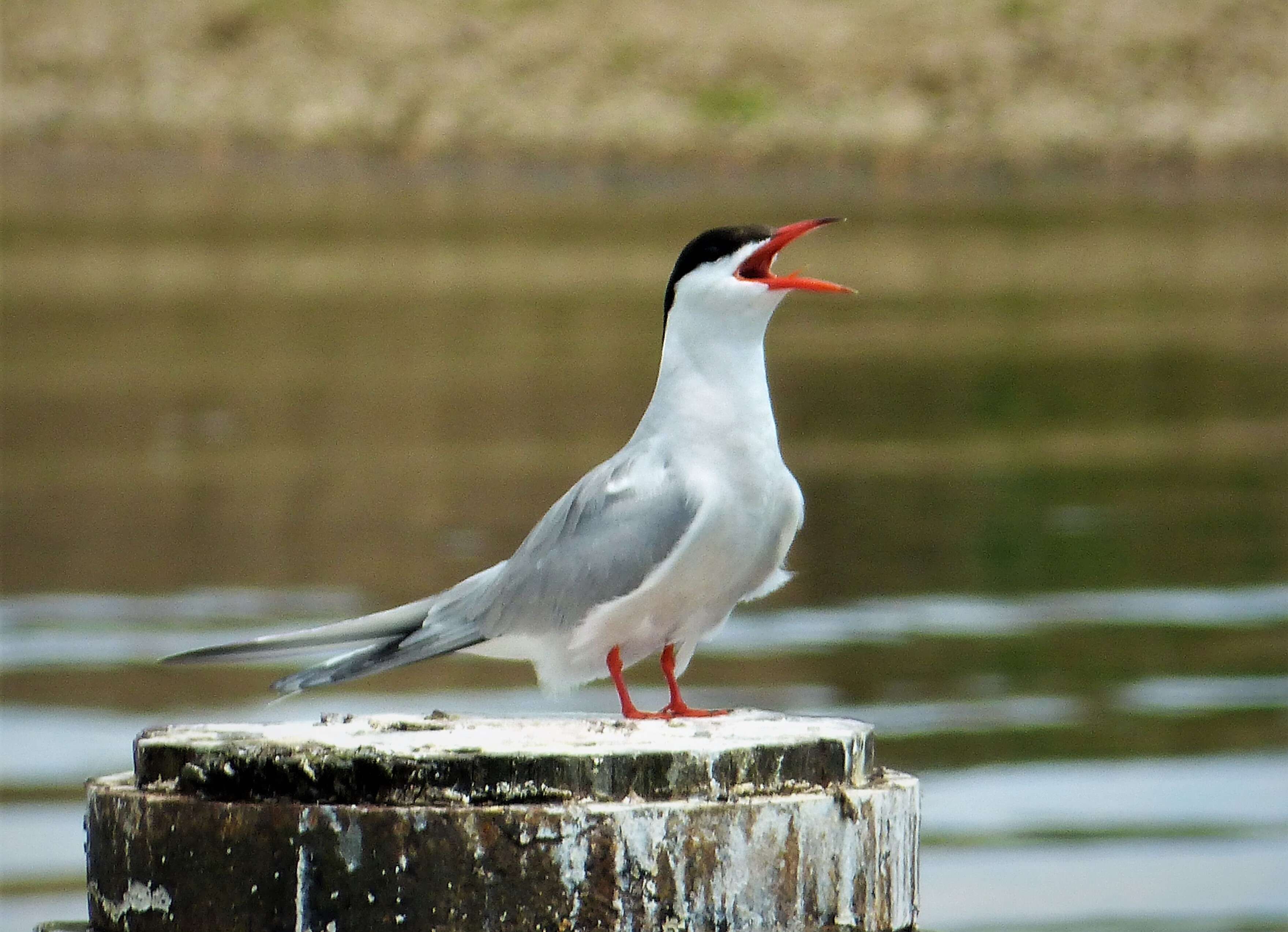 Image of Common Tern