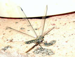 Image of Insecta