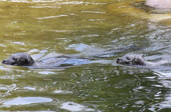 Image of Mediterranean Monk Seal