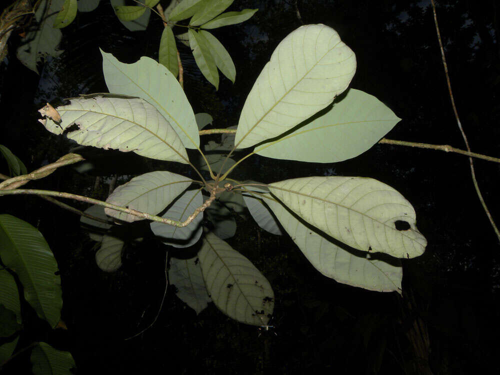 Sivun Williamodendron kuva