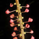 Image of Sarcopera sessiliflora (Triana & Planch.) H. G. Bedell