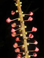 Image of Sarcopera sessiliflora (Triana & Planch.) H. G. Bedell