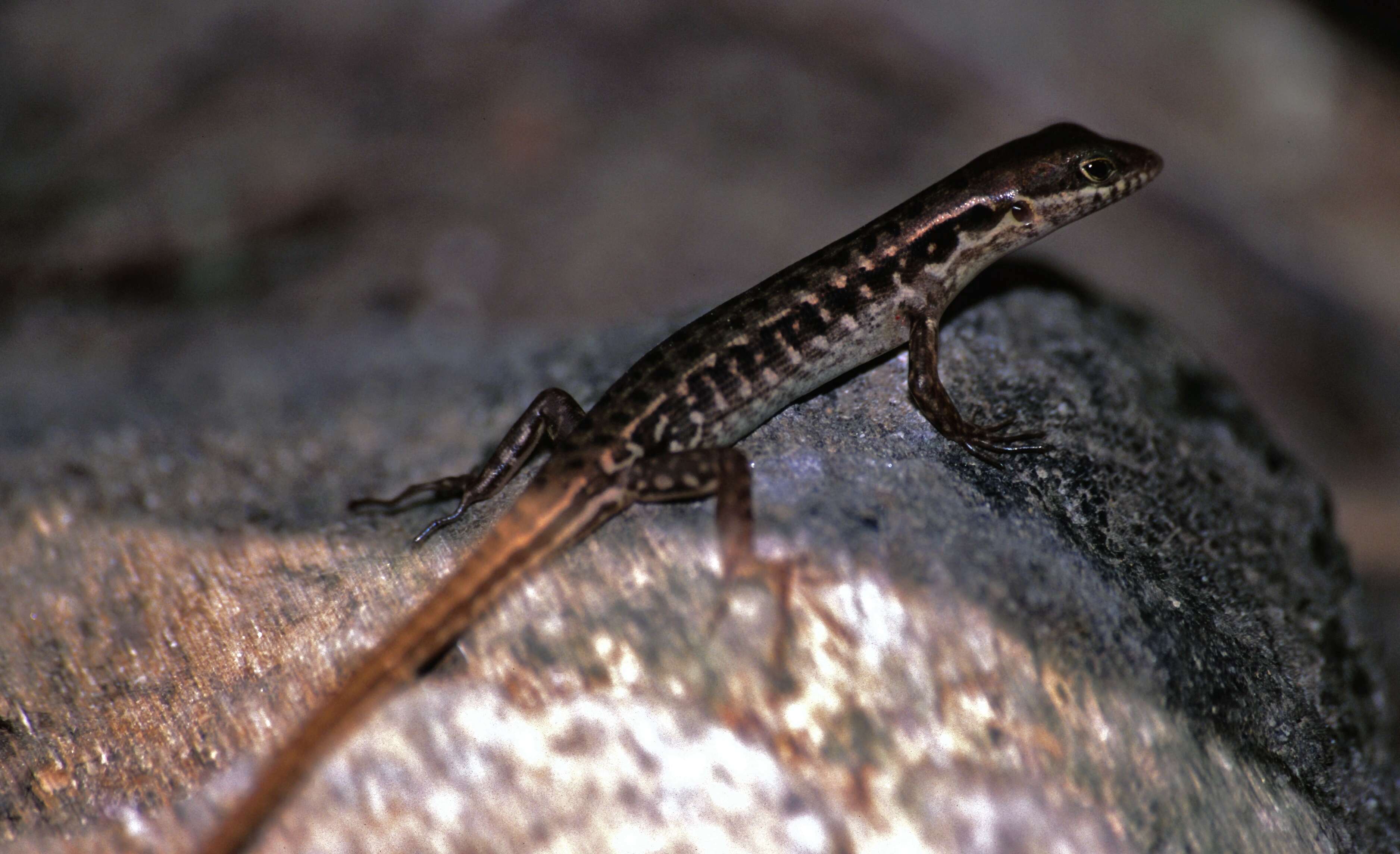 Image of common skink