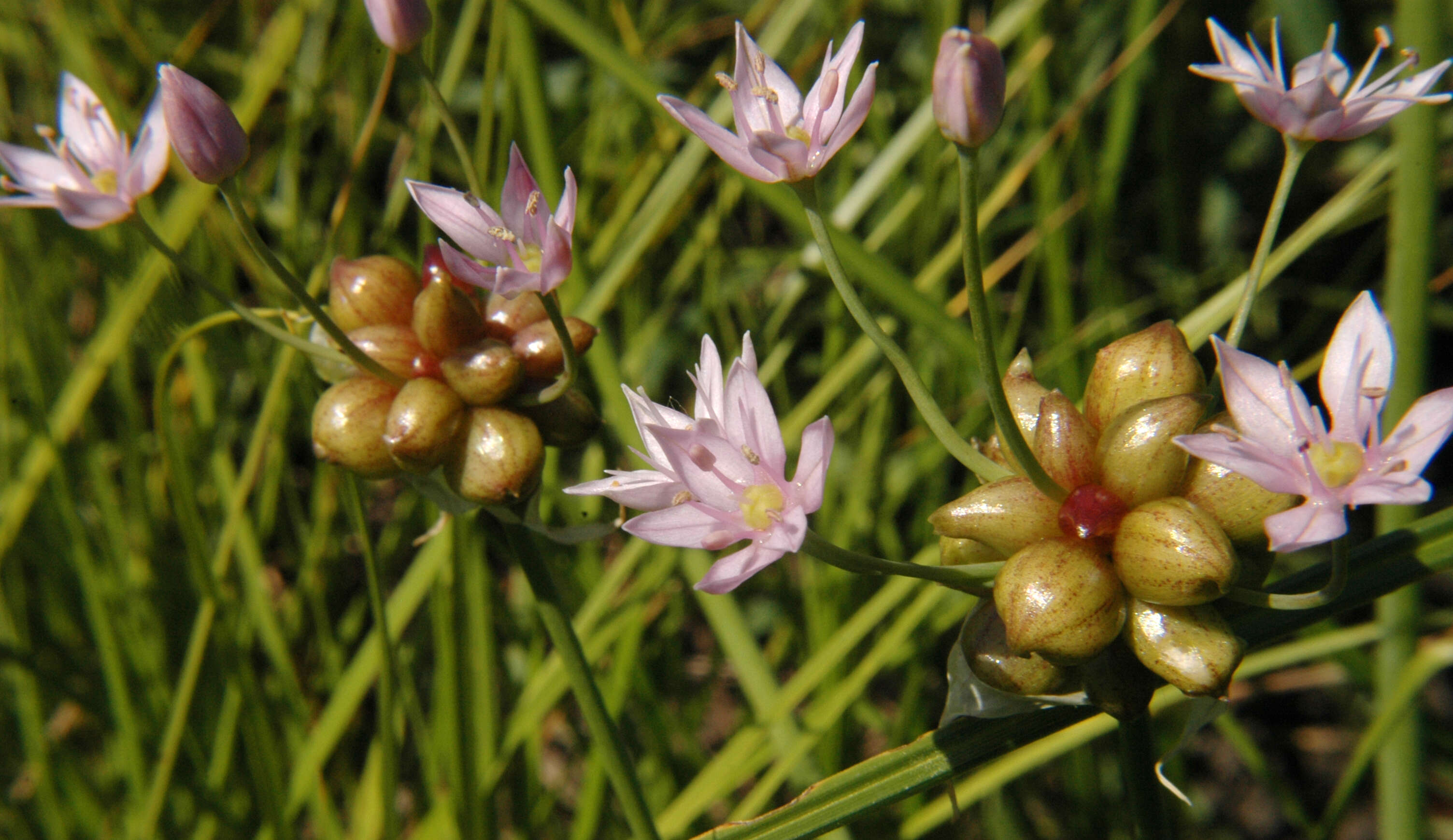 Image of meadow garlic