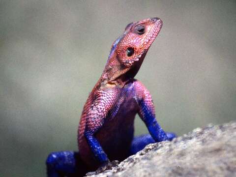 Image of Mwanza Flat-headed Rock Agama