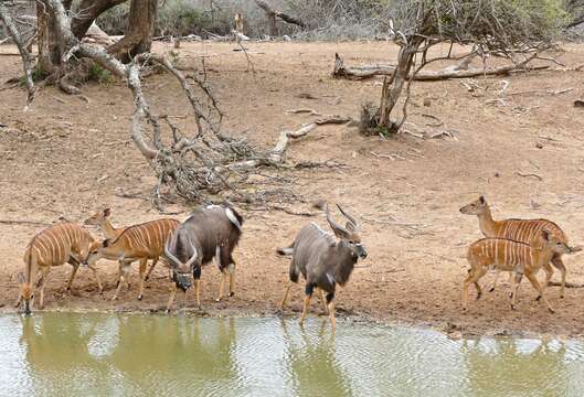 Image of Spiral-horned Antelope