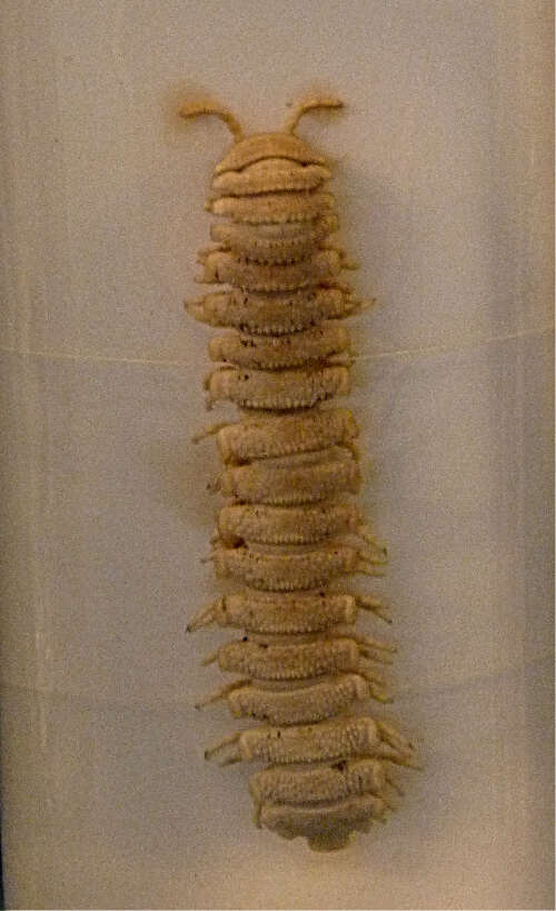 Image of Flat-backed Millipedes