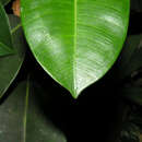 Ficus crassiuscula Warb. ex Standl.的圖片