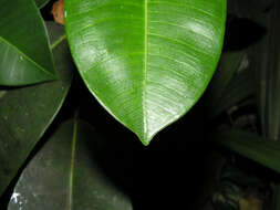 Ficus crassiuscula Warb. ex Standl.的圖片